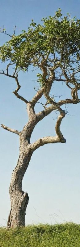 Holz ist ein Stück leben.